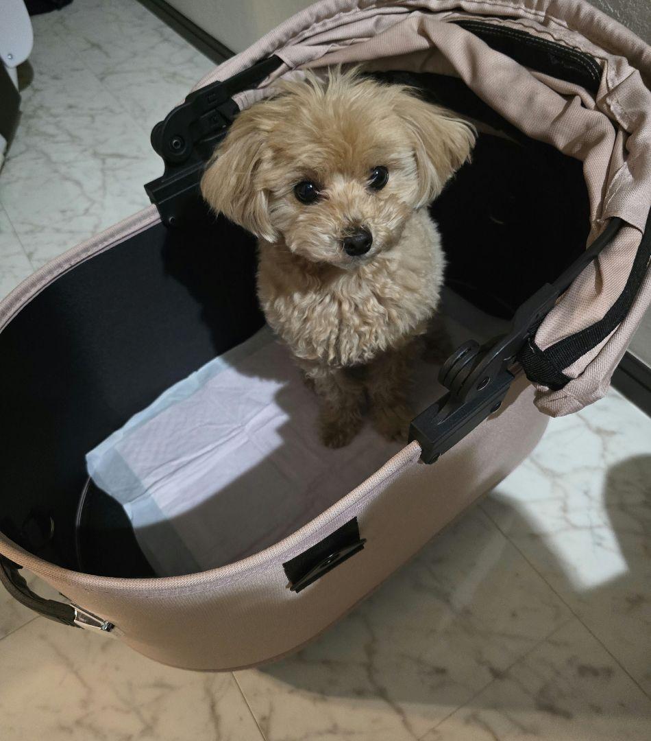 直接取引歓迎☆エアバギー ドーム3 レギュラーサイズ　ブロッサム