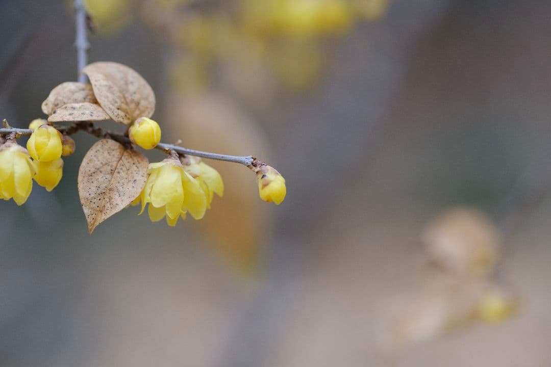xf90mm f1.2 高級レンズプロテクター付き