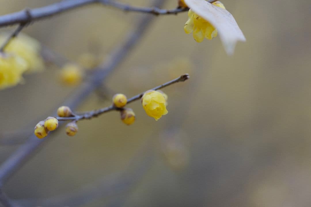 xf90mm f1.2 高級レンズプロテクター付き