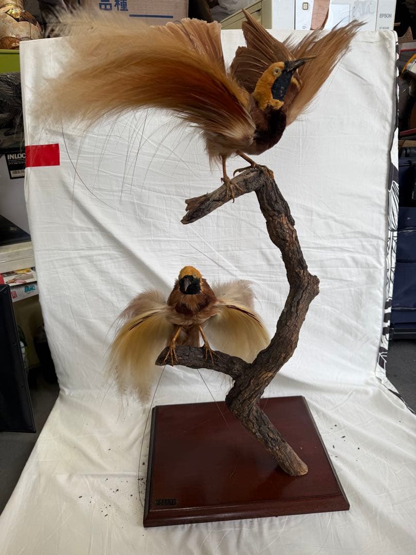 【希少】極楽鳥（オオフウチョウ）剥製　縁起物