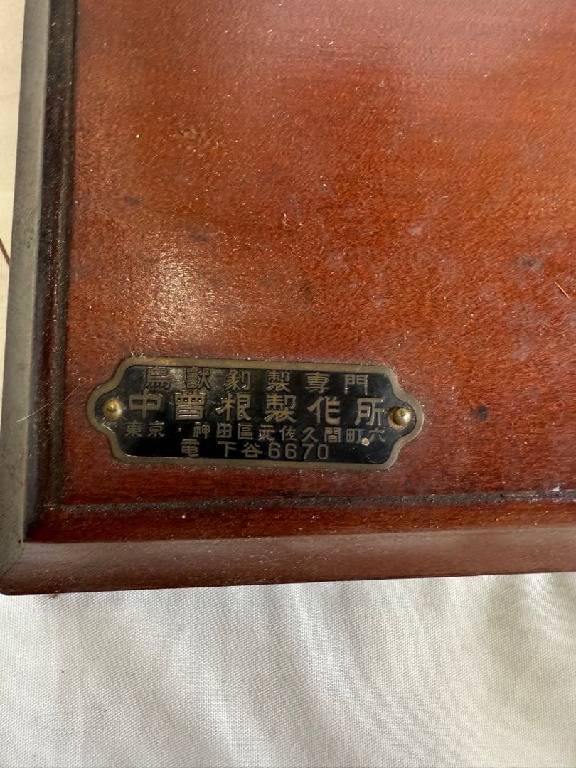 【希少】極楽鳥（オオフウチョウ）剥製　縁起物