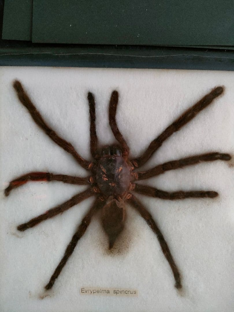 ●大型クモ（Eurypelma spincrus＆サソリ標本 額装昆虫生物展示