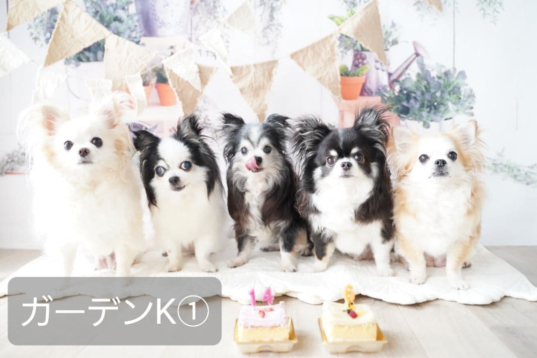 背景布　【　冬D　】サンプル　ペット撮影、ニューボーンフォトなどに♪