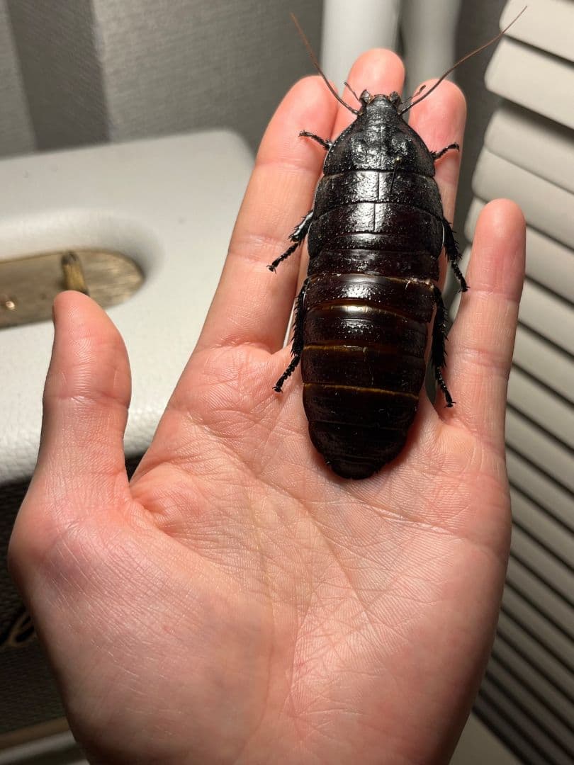 【蜚最大級】マダガスカルゴキブリ オブロンゴナタ？ 標本 ポルテントーサ