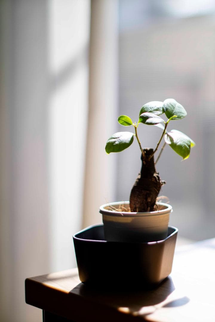 【完動品】Canon AE-1 カメラ FD s.s.c. 50mm f/1.4