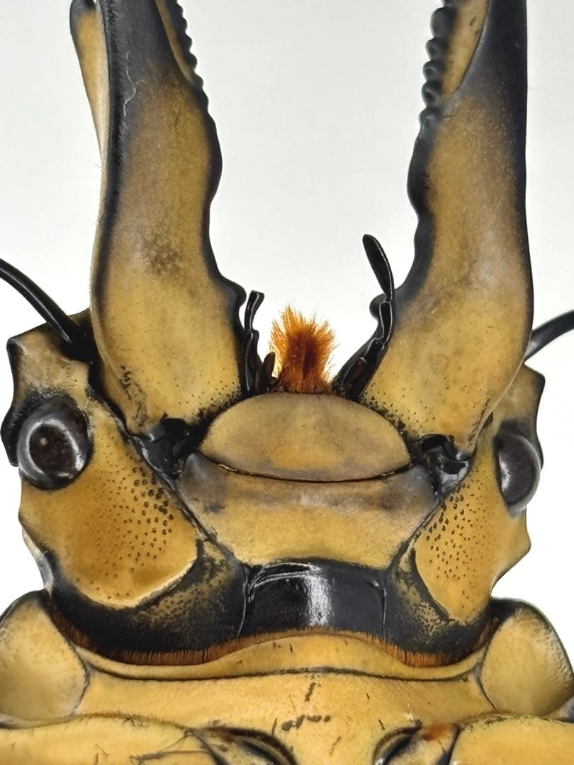 【野外標本】タイ産オウゴンオニクワガタ