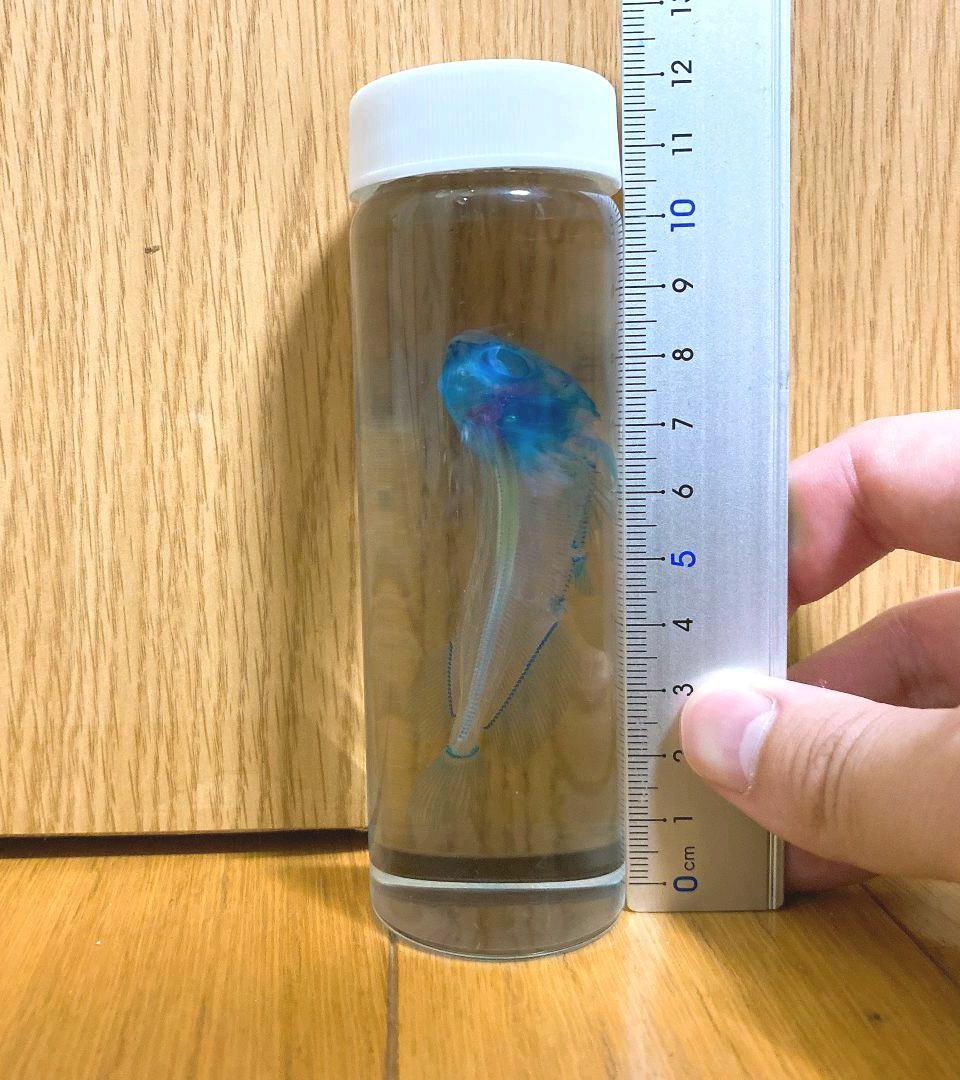 【透明骨格標本】ノーザンバラムンディ 幼魚