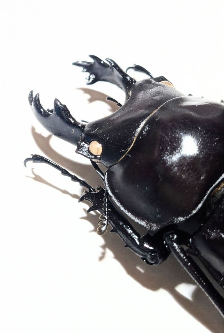 石垣　ヤエヤママルバネ