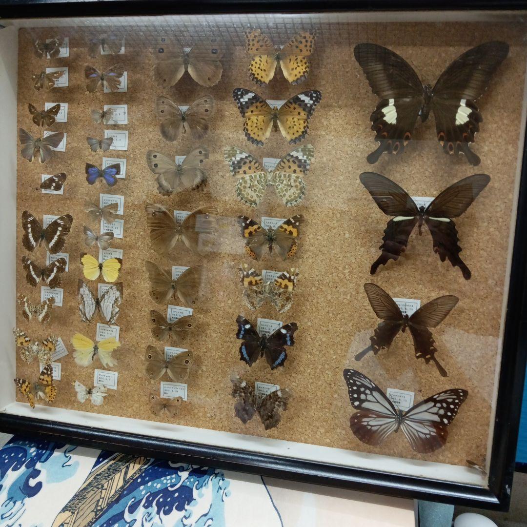 昭和６３年当時物徳島県採取蝶々ガラス木製枠横幅５０X縦４２X厚さ６センチ標本品