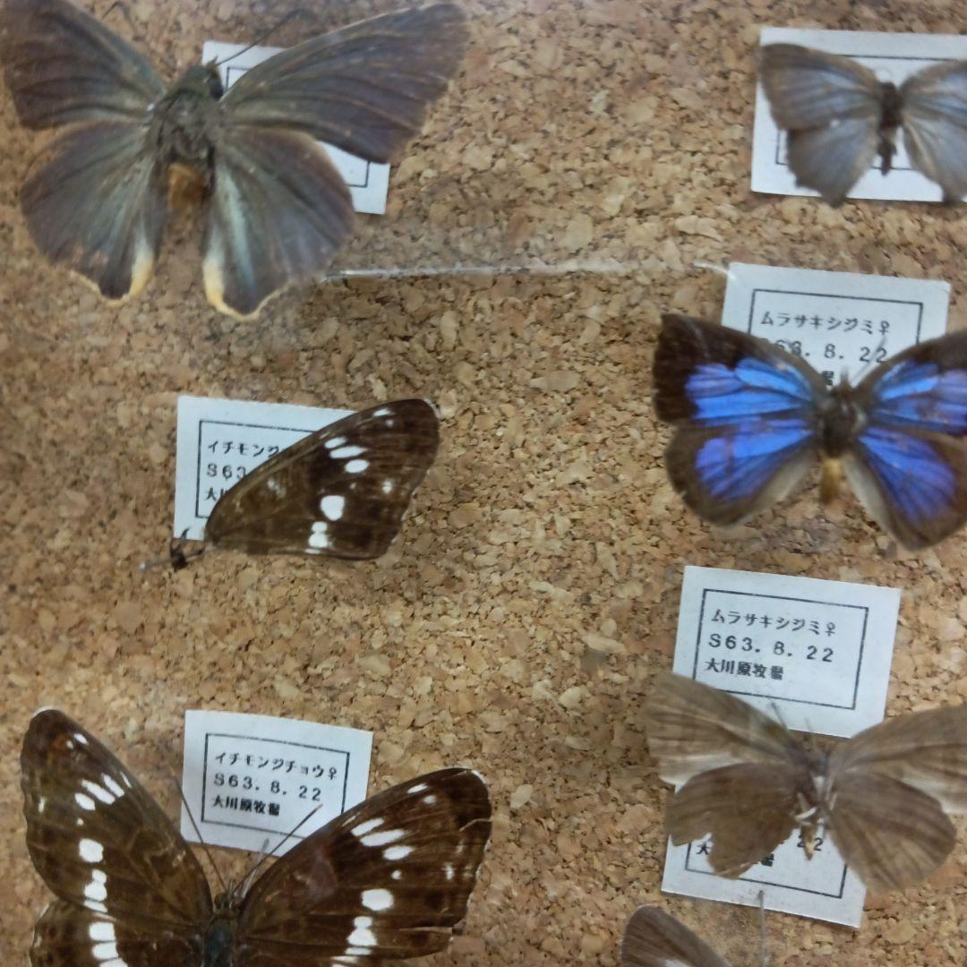 昭和６３年当時物徳島県採取蝶々ガラス木製枠横幅５０X縦４２X厚さ６センチ標本品