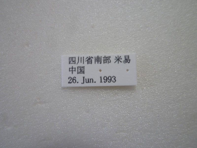 【外国産蝶標本】カラスアゲハ/四川省.米易産/♀94.6mm♂104.3mm