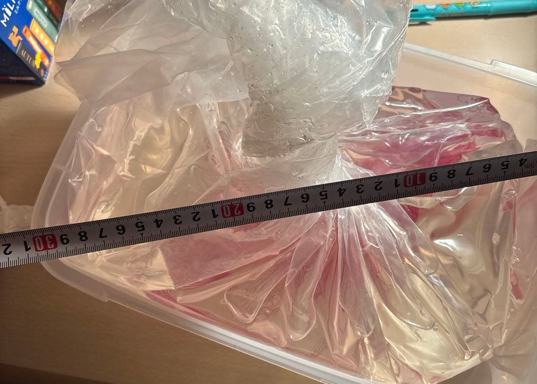 【透明骨格標本】ハナミノカサゴ 30cm