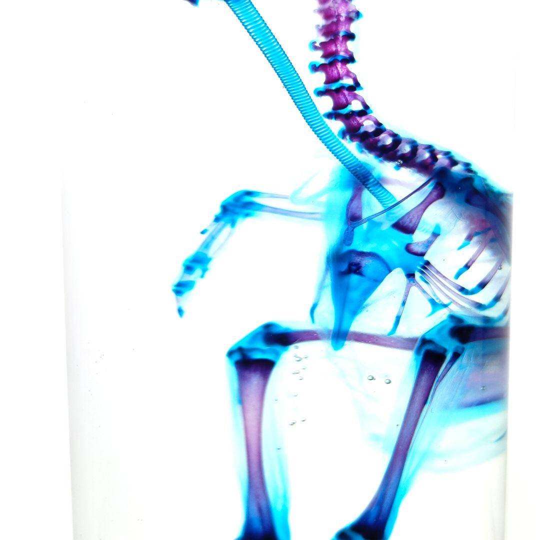 1点物☆極美品【透明骨格標本】ウズラ② 約10cm