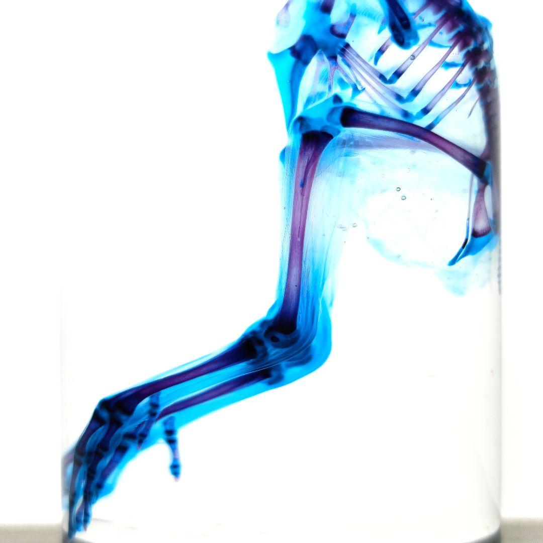 1点物☆極美品【透明骨格標本】ウズラ② 約10cm