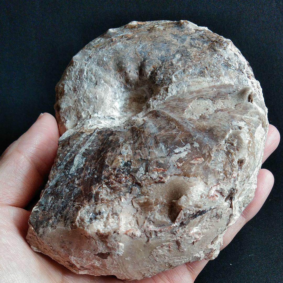 化石　骨格　標本　アンモナイト　特大　125mm