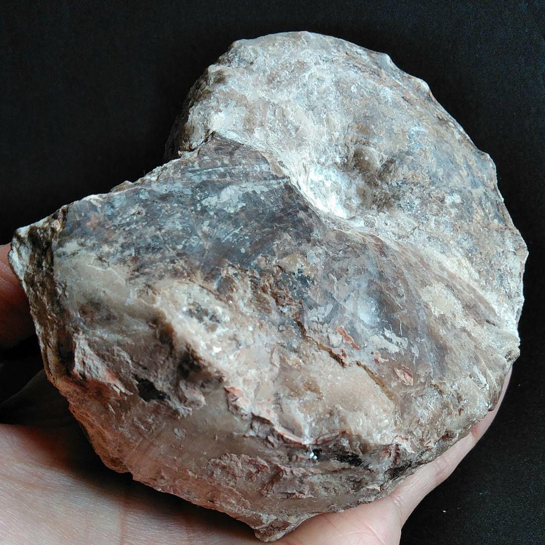 化石　骨格　標本　アンモナイト　特大　125mm