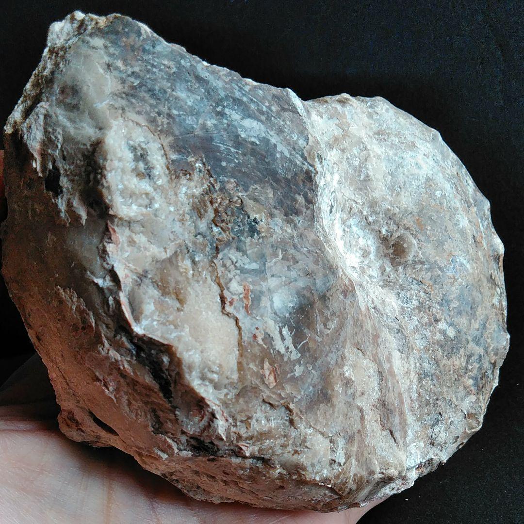 化石　骨格　標本　アンモナイト　特大　125mm