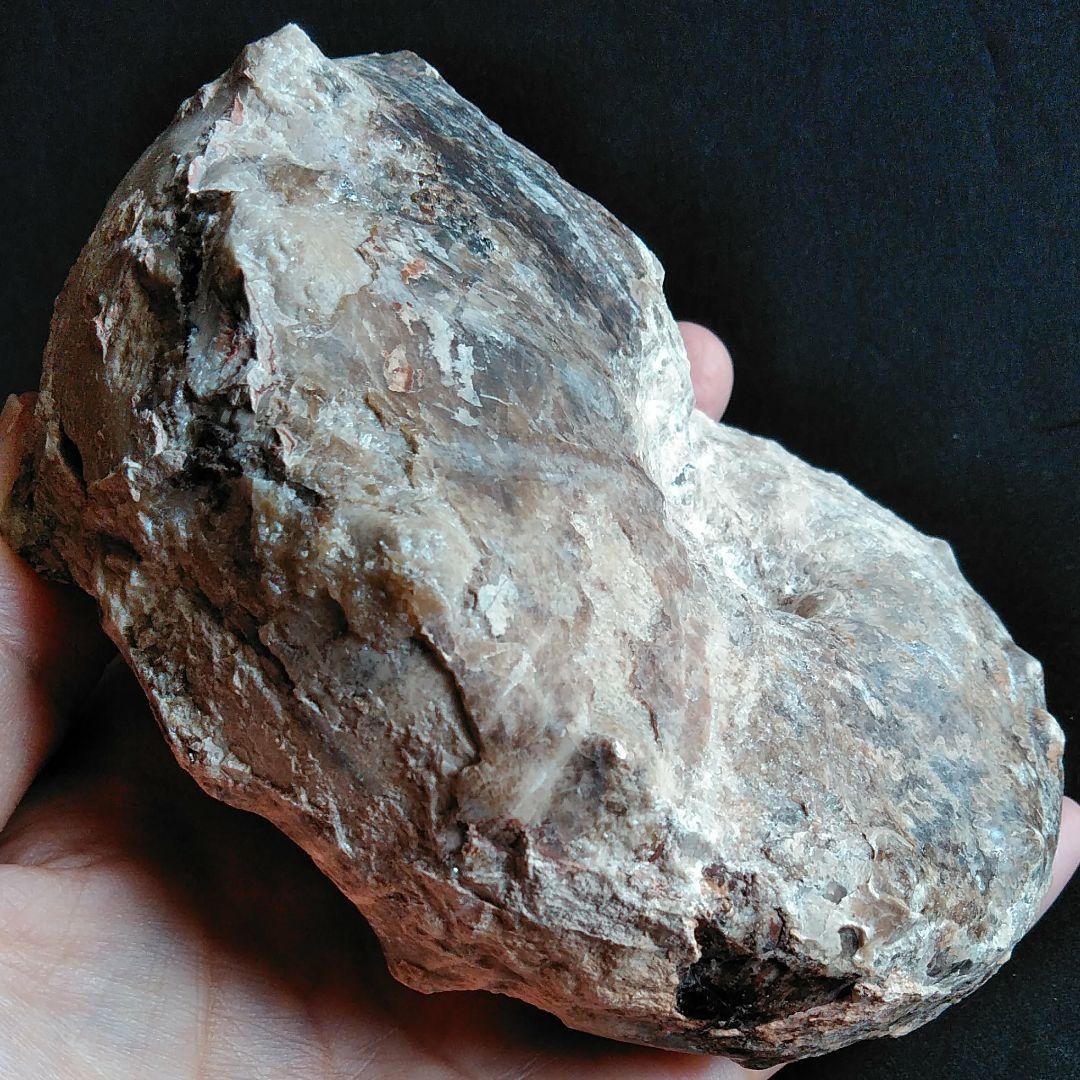 化石　骨格　標本　アンモナイト　特大　125mm