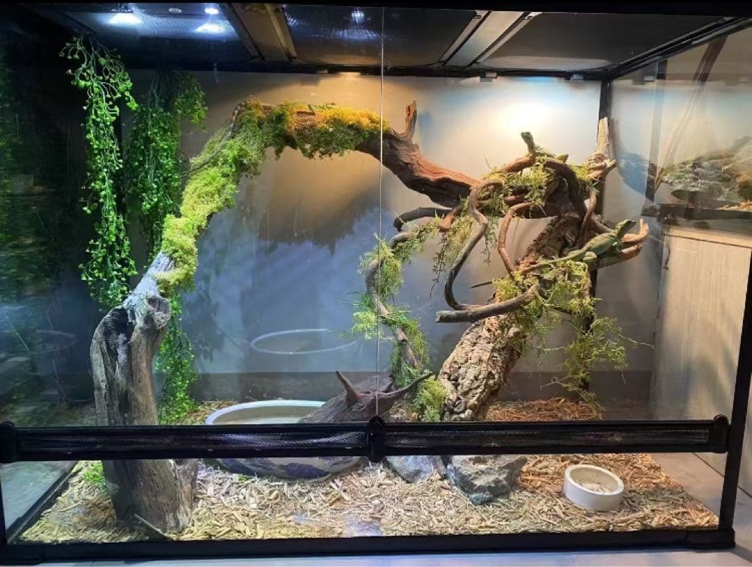 爬虫類用品卸 爬虫類飼育ガラスケージ両生類飼育ケージ603030(cm)送料込み