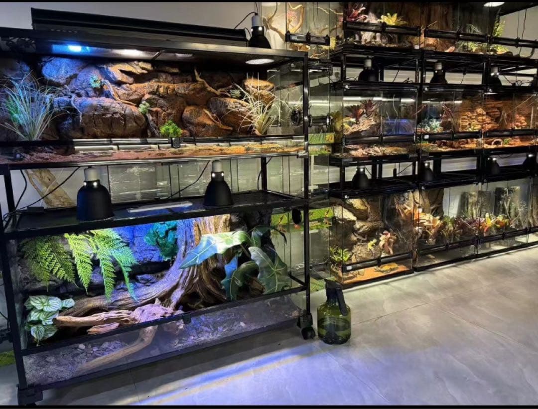 爬虫類用品卸 爬虫類飼育ガラスケージ両生類飼育ケージ603030(cm)送料込み