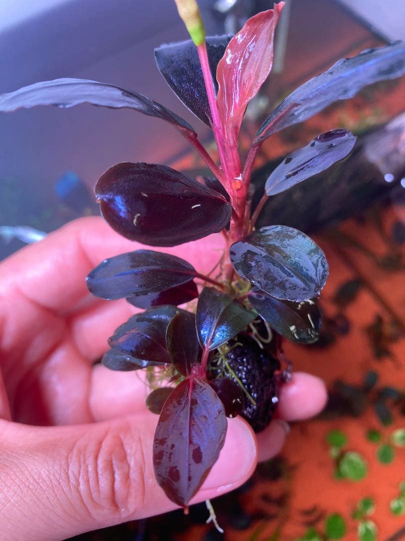 T*i様 Bucephalandra sp. Moônlight 群生株