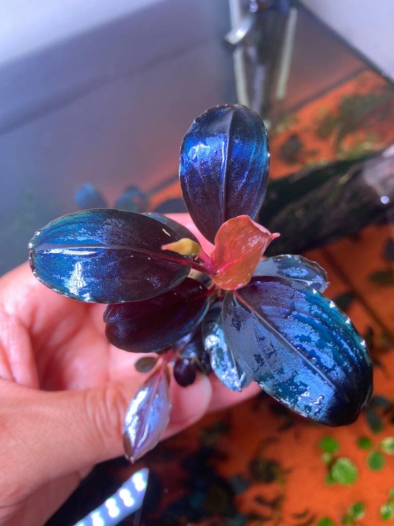 T*i様 Bucephalandra sp. Moônlight 群生株