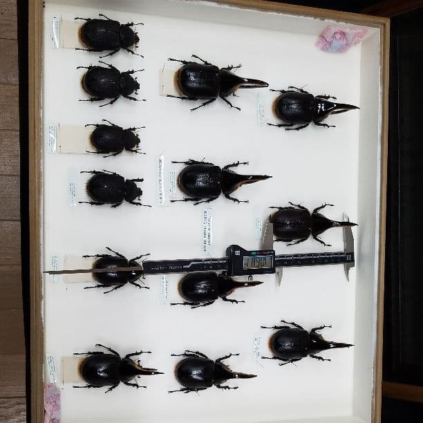 コレクションシリーズサタン