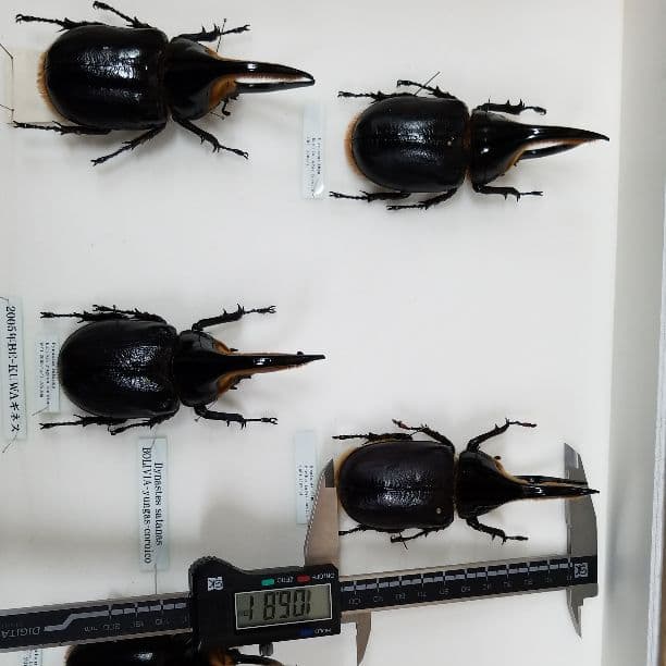 コレクションシリーズサタン