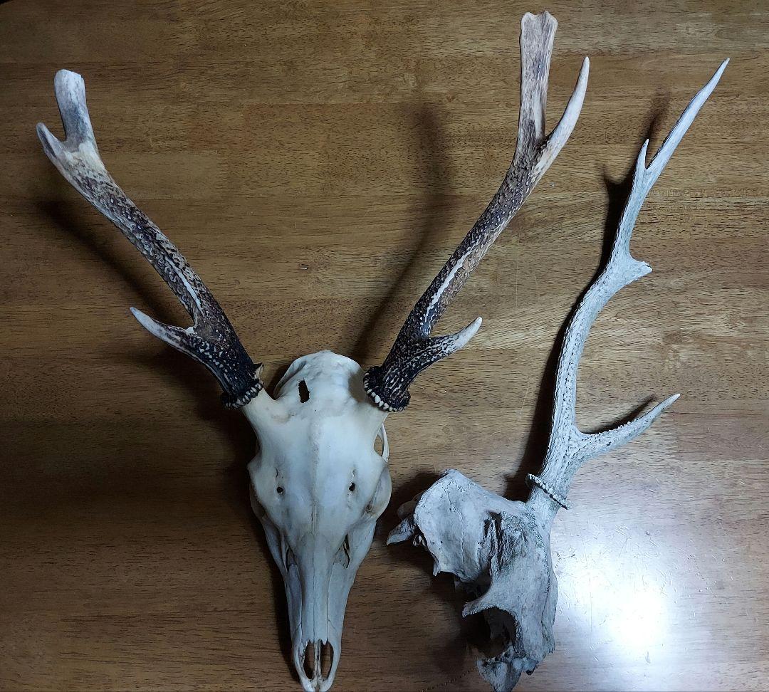 鹿の角　2個送料込み