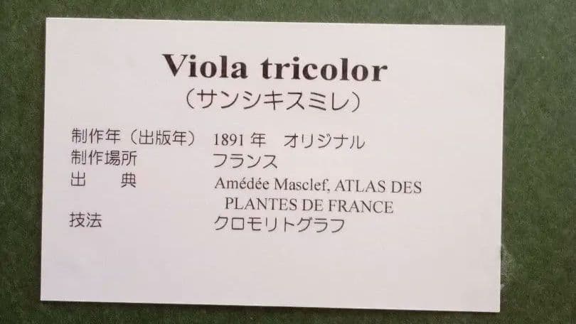 フランス ボタニカル画 石版画の額装品 １８９１年