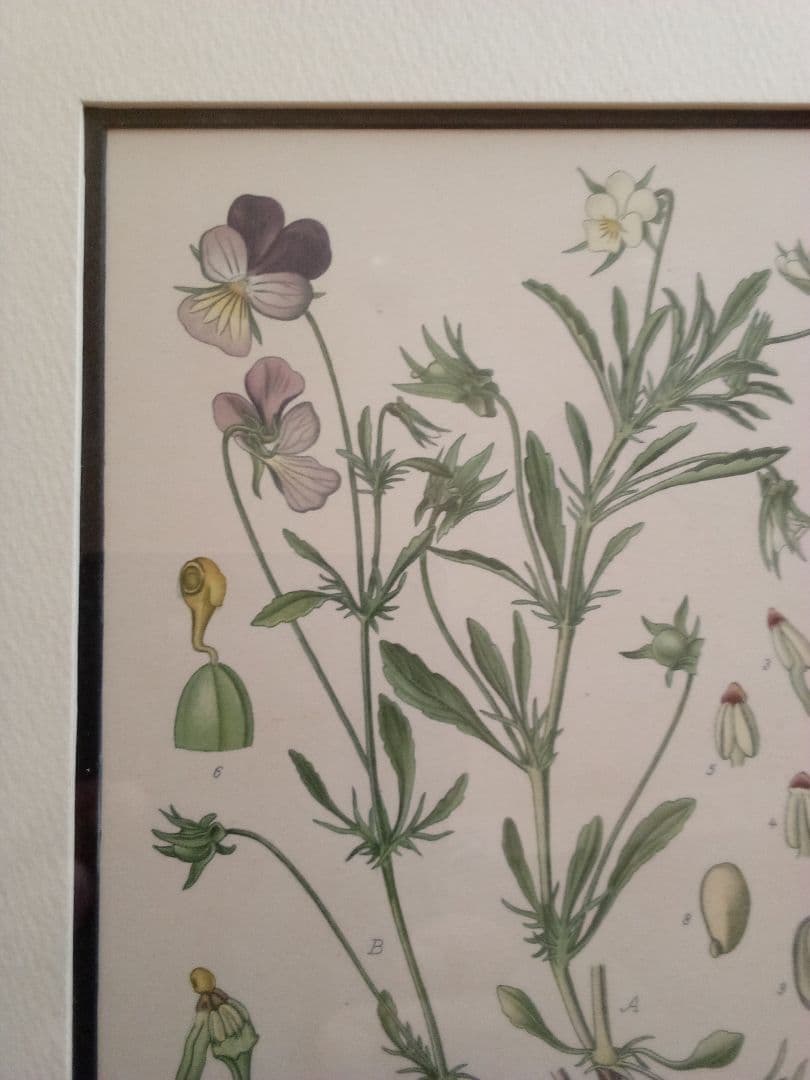 フランス ボタニカル画 石版画の額装品 １８９１年