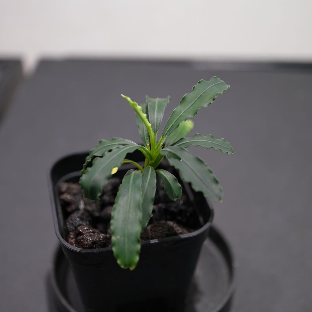 あばぶさんBUCEPHALANDRA