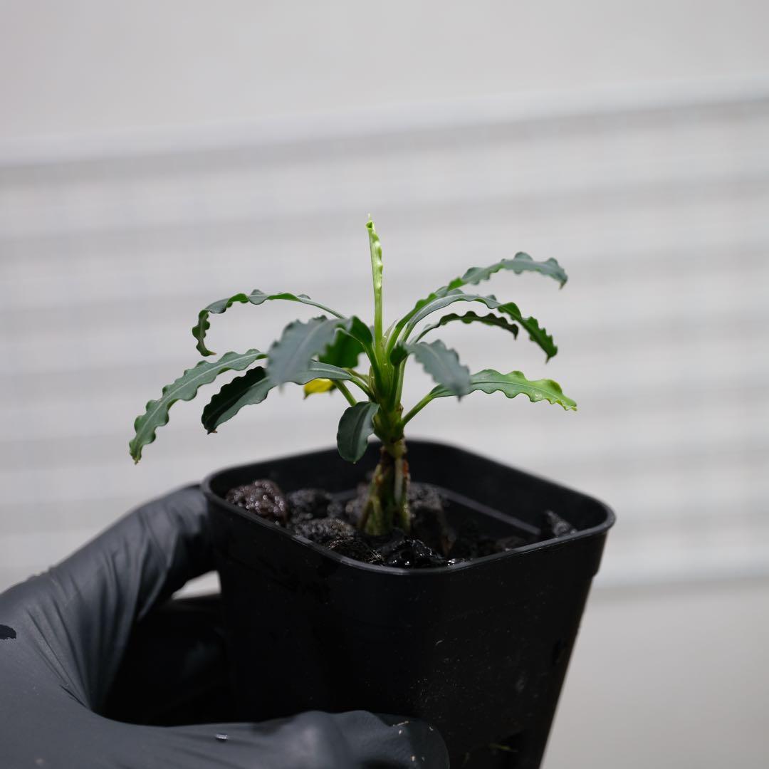 あばぶさんBUCEPHALANDRA