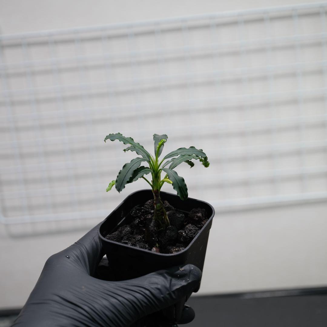 あばぶさんBUCEPHALANDRA