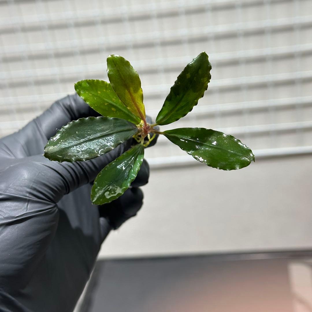 あばぶさんBUCEPHALANDRA