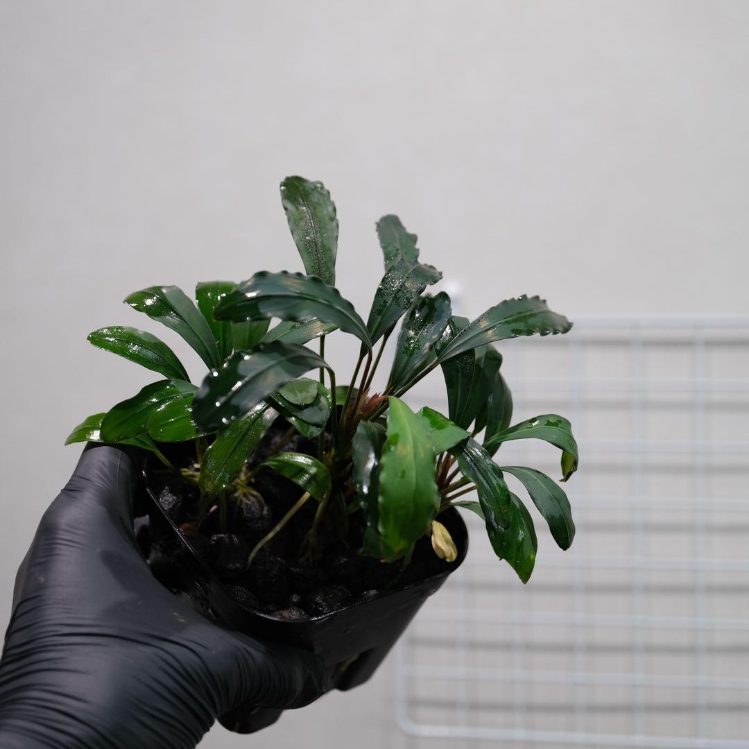 あばぶさんBUCEPHALANDRA