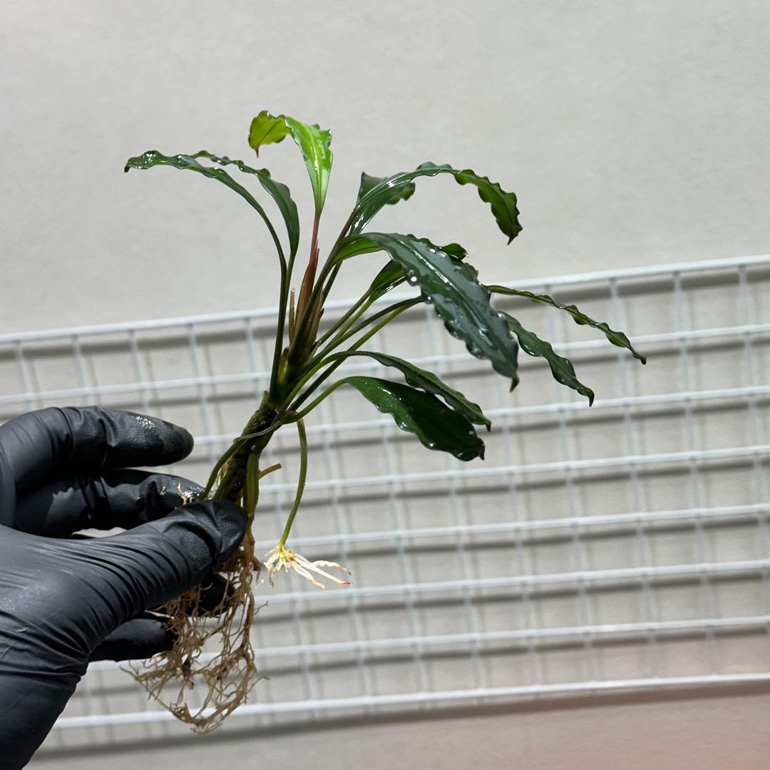 あばぶさんBUCEPHALANDRA