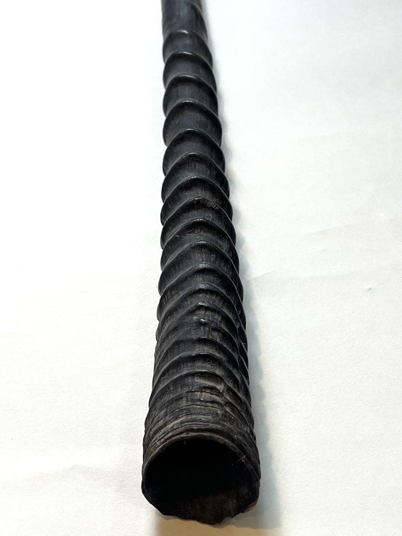 希少② オリックスホーン　鹿の角　検索）一角獣　オウムガイ