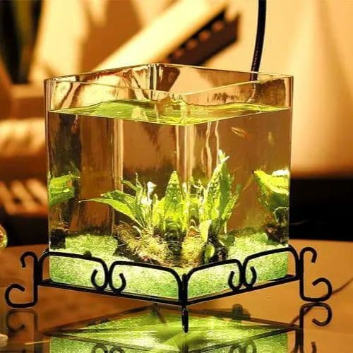 熱帯魚水槽 レガーロ ブロンズ