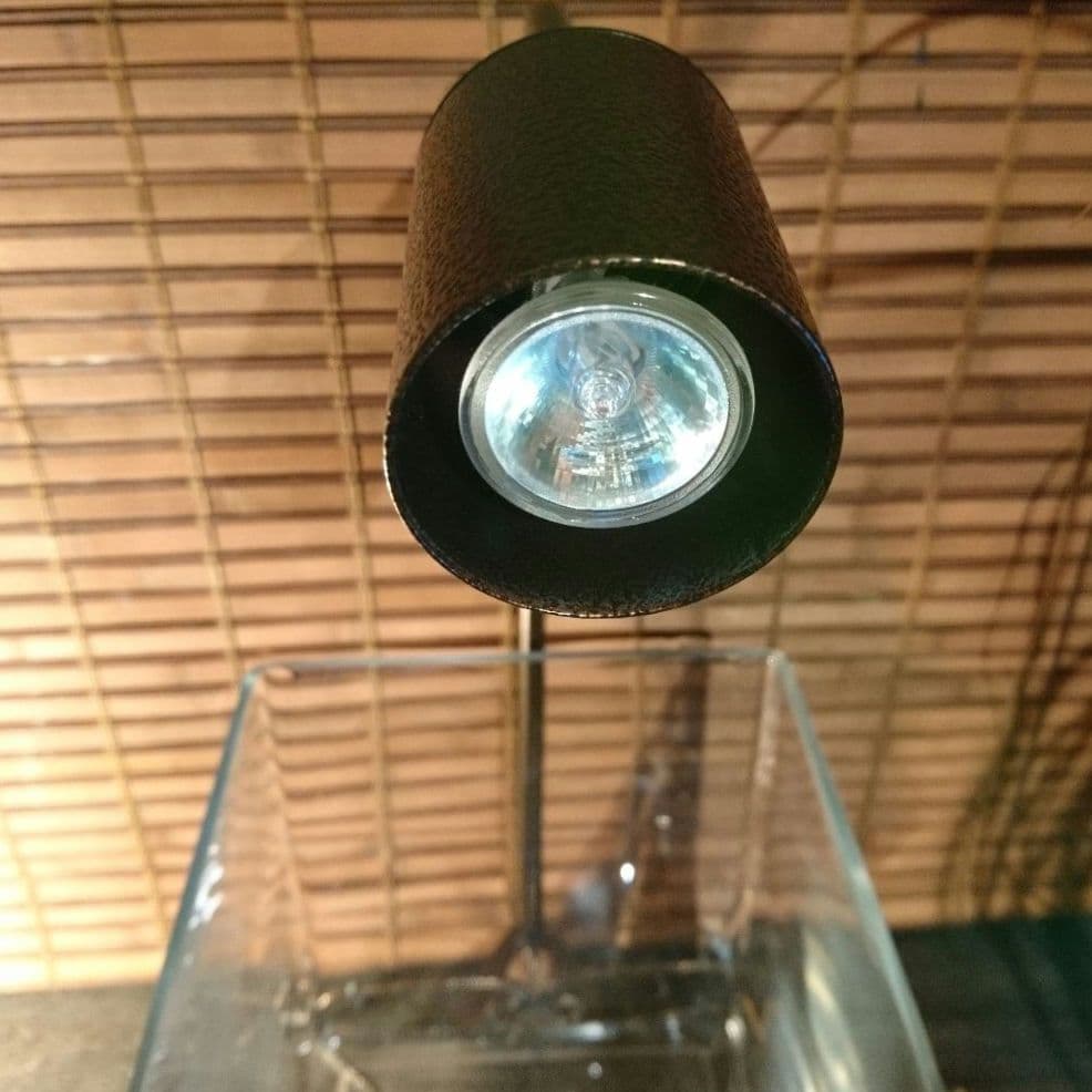 熱帯魚水槽 レガーロ ブロンズ