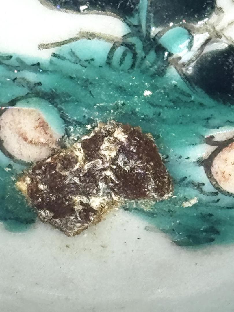 清 同治時代 粉彩花石虫紋皿 歴史唐物 琺瑯彩 伝世品焼物 中国 WWTT143