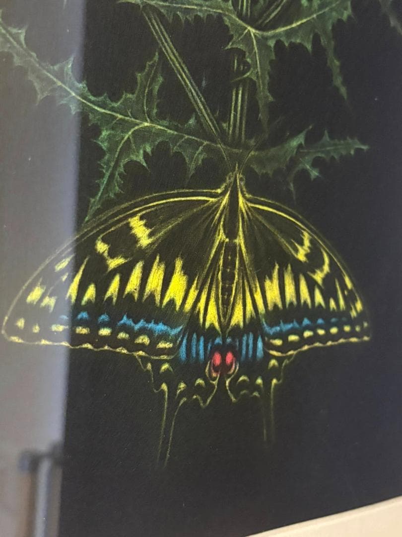 加山又造　薊　銅版画　限定120枚のうちの6番