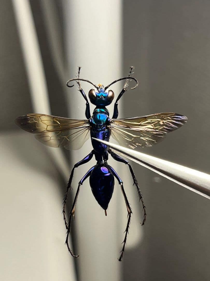 【標本】エメラルドゴキブリバチに酷似の寄生蜂 ジュエルワスプ 昆虫標本