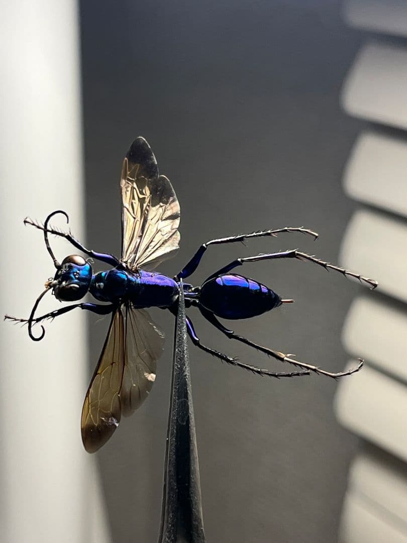 【標本】エメラルドゴキブリバチに酷似の寄生蜂 ジュエルワスプ 昆虫標本