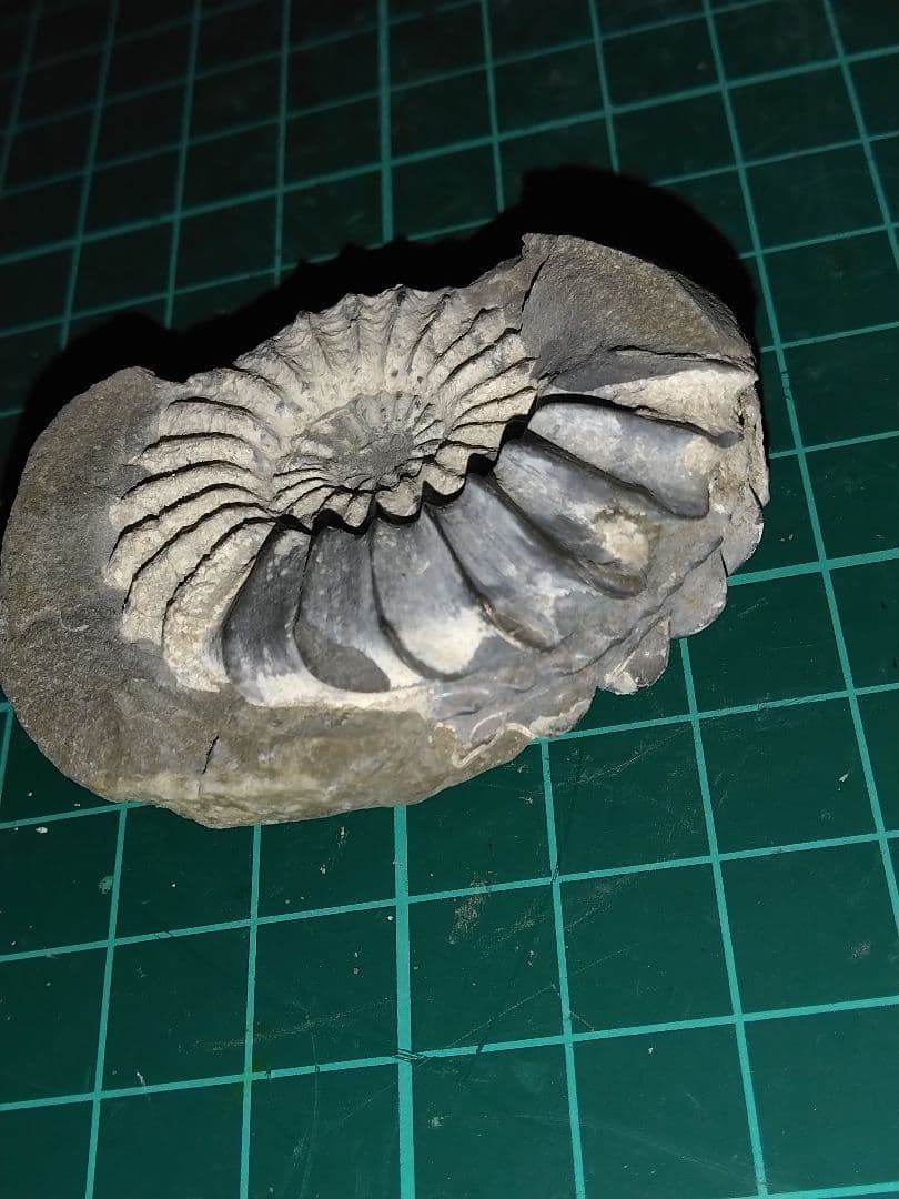 ドイツ産　アンモナイト　プレウロセラス　化石　美品