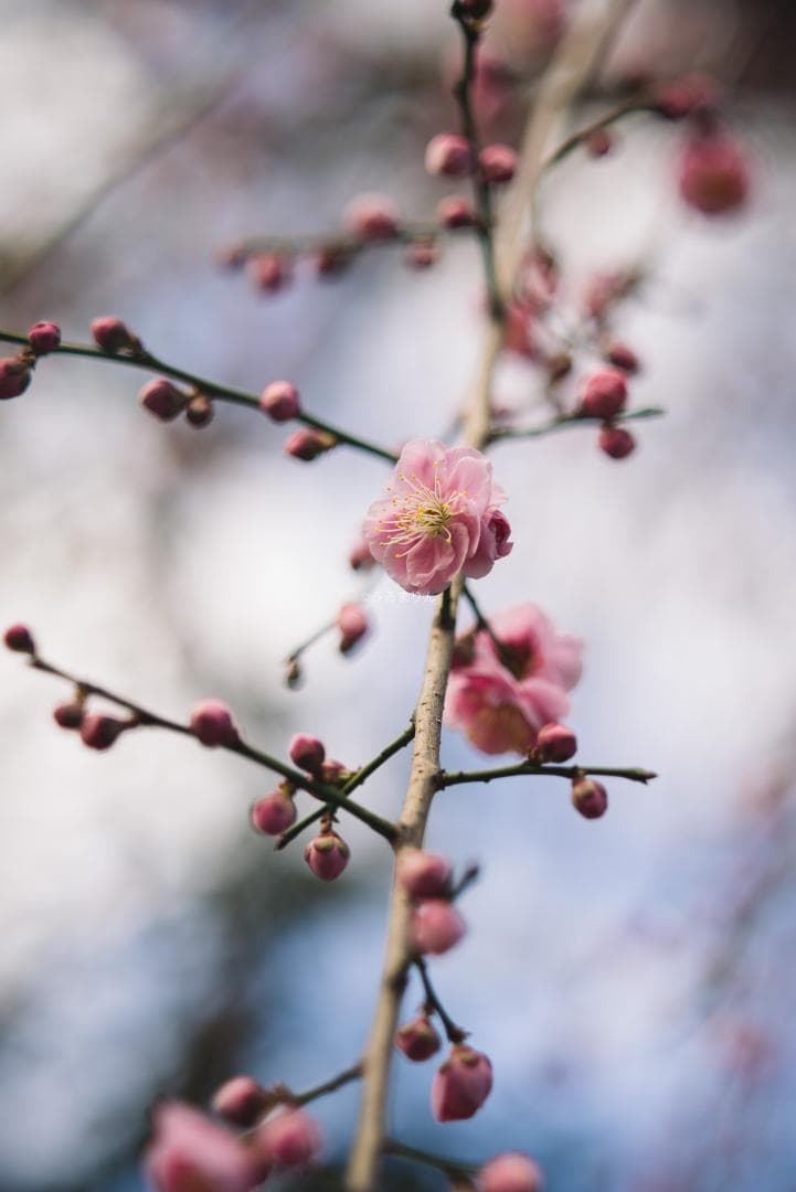 木村文乃使用モデル！Leica Elmarit 90mm F2.8 ケース付き！