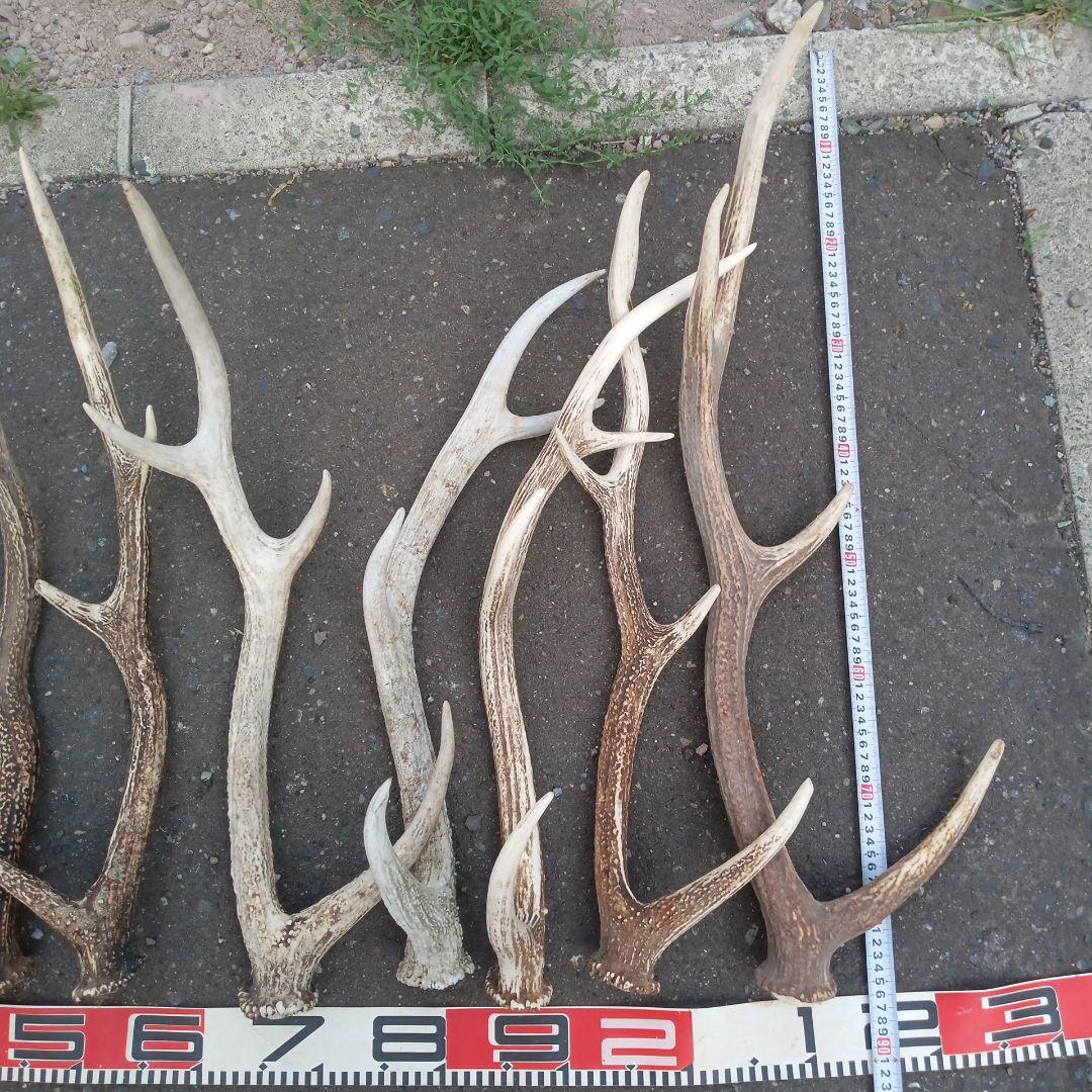 S*i様 天然蝦夷鹿角　犬のおもちゃ、工芸などとうぞ　３番