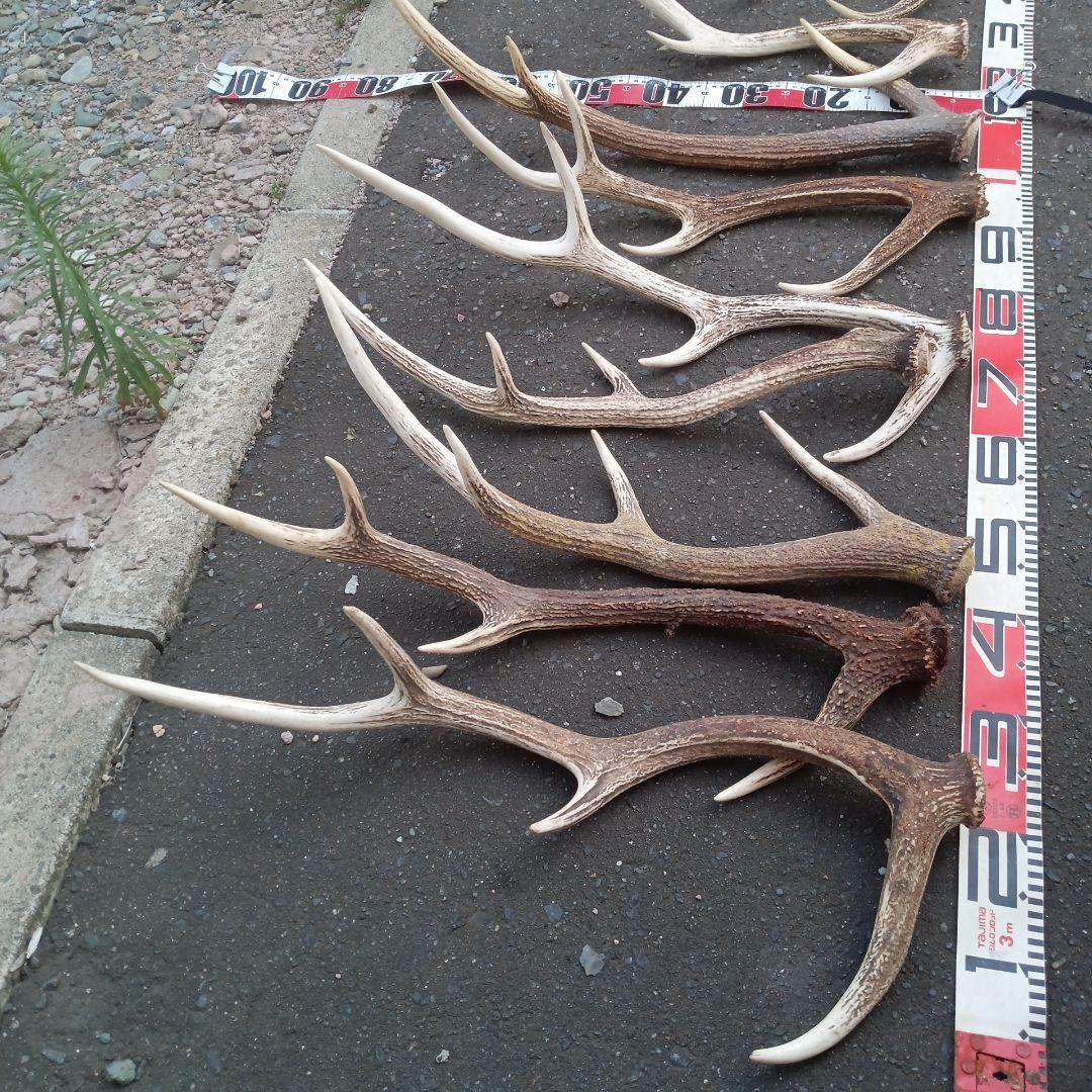 S*i様 天然蝦夷鹿角　犬のおもちゃ、工芸などとうぞ　３番