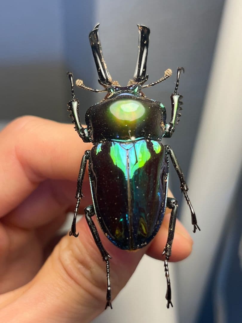 【標本】ニジイロクワガタ オウゴンオニクワガタ ピカール血統 エラフスホソアカ