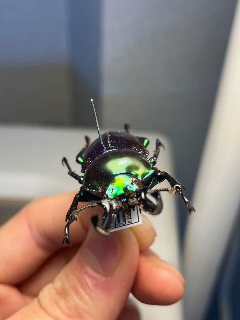 【標本】ニジイロクワガタ オウゴンオニクワガタ ピカール血統 エラフスホソアカ